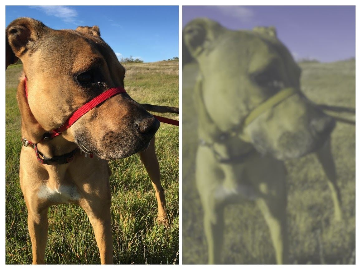 dog sight color spectrum