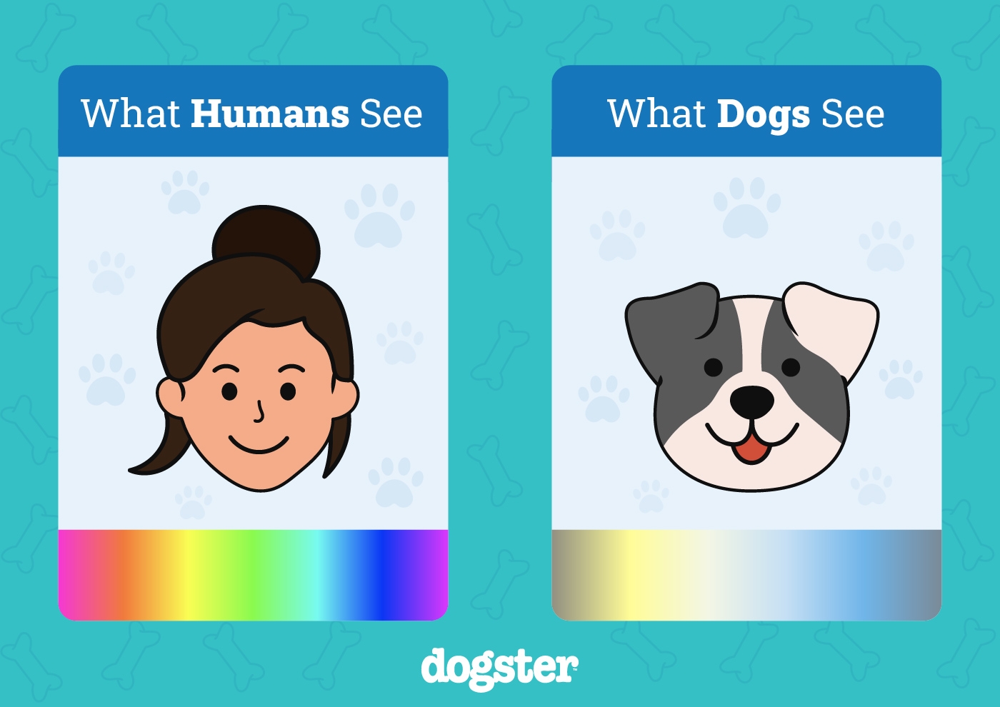 does dogs see color