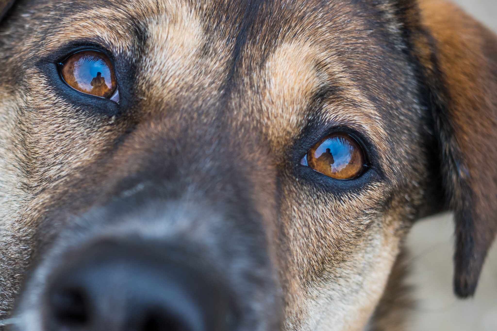 how do we know dogs are color blind