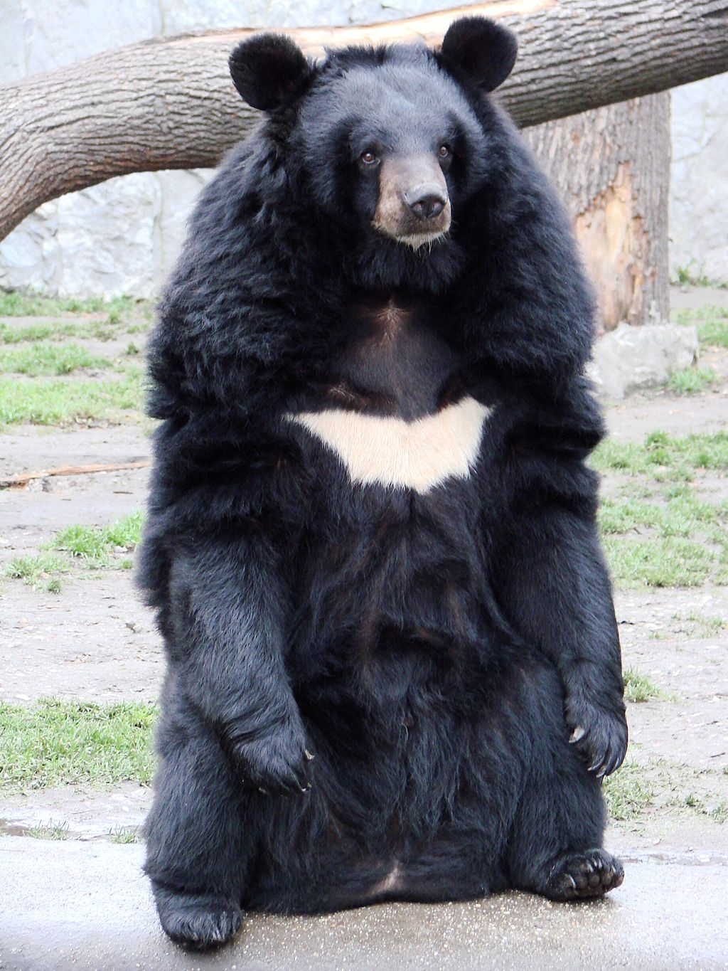 are bears color blind