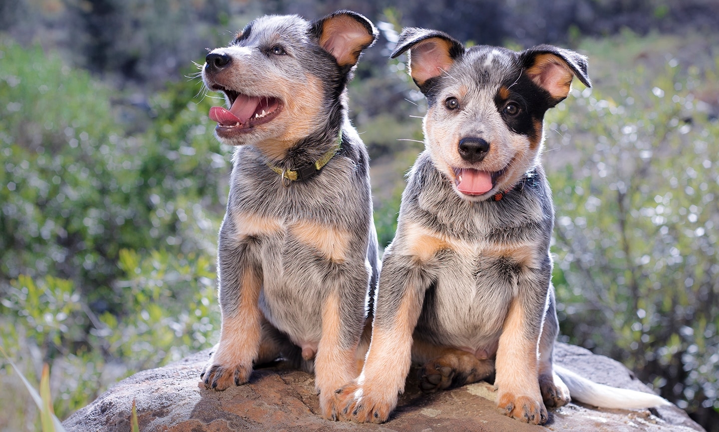 Australian Cattle Dog Breed Characteristics Care U0026 Photos Chewy