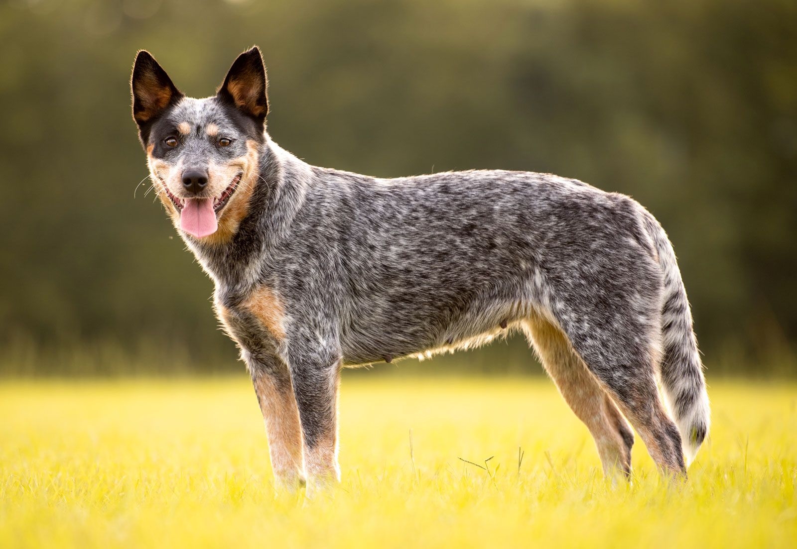 heeler dog colors