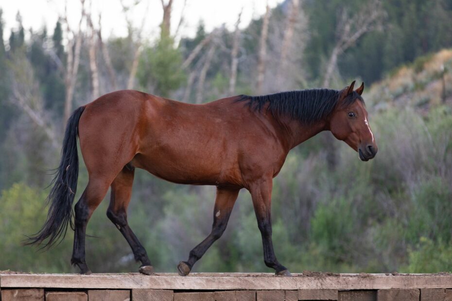 Basic Horse Colors Rainbow Trout Ranch
