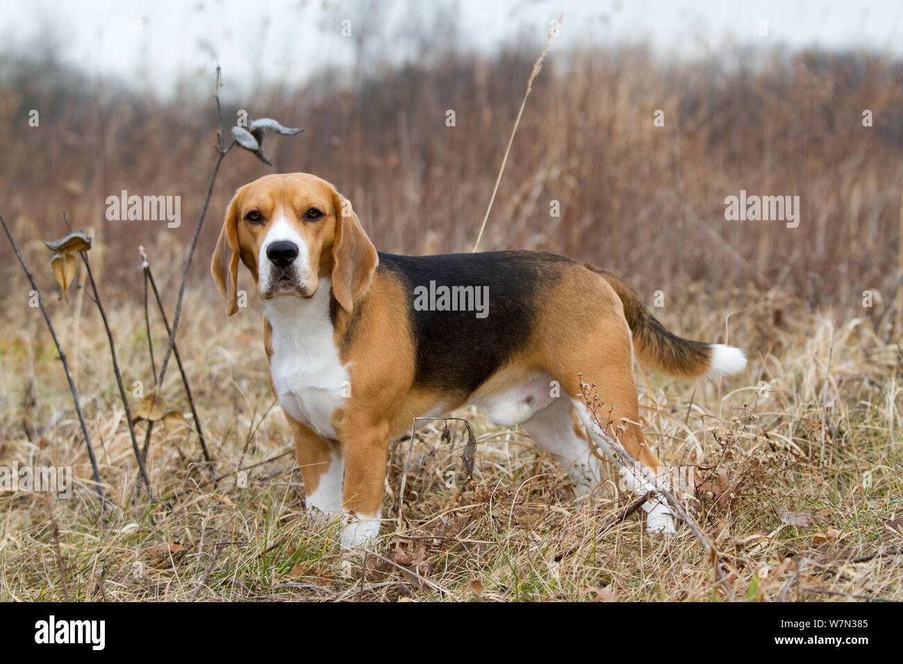 Beagle Hound Tri color Male In Field Stock Photo Alamy