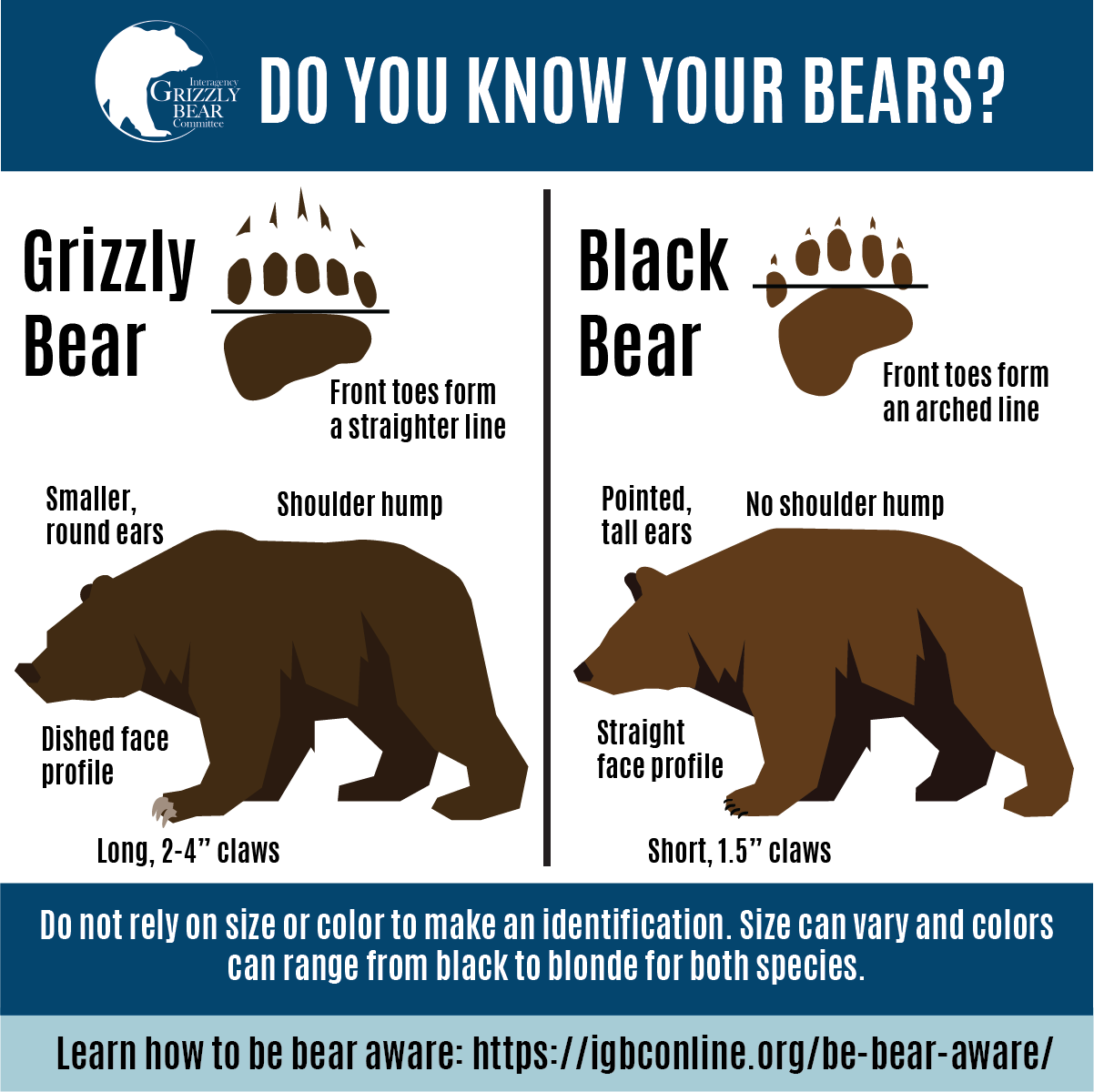 Bear Identification U0026 Signs Be Bear Aware IGBC