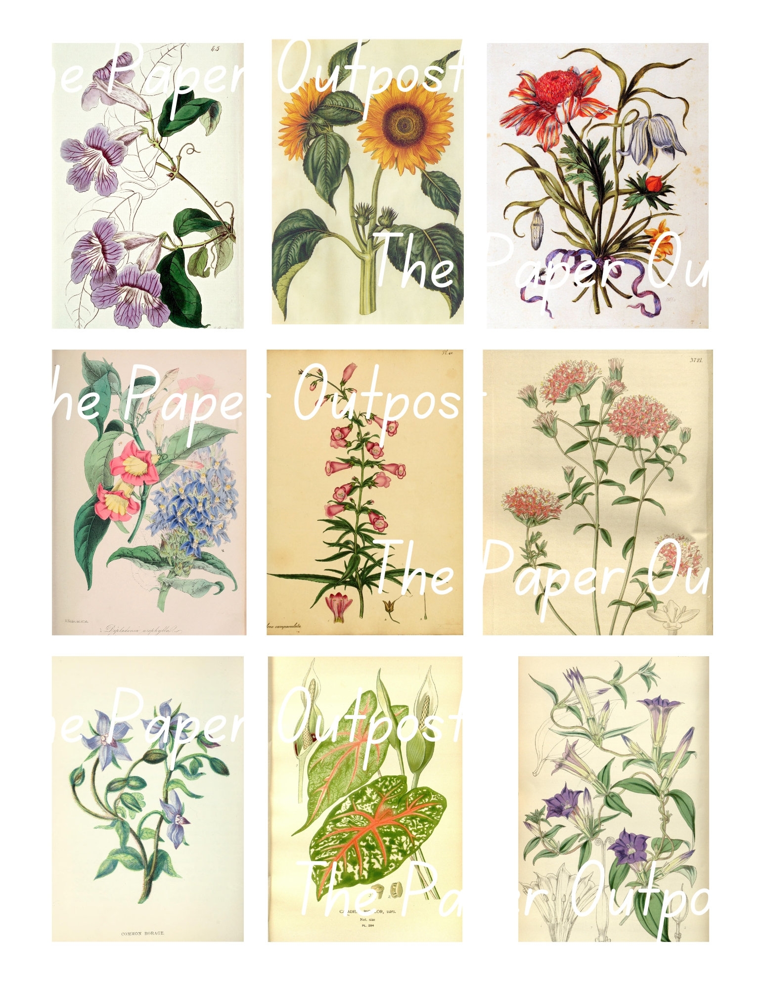 BEAUTIFUL FLOWERS Printable Digital Download Printable Image 