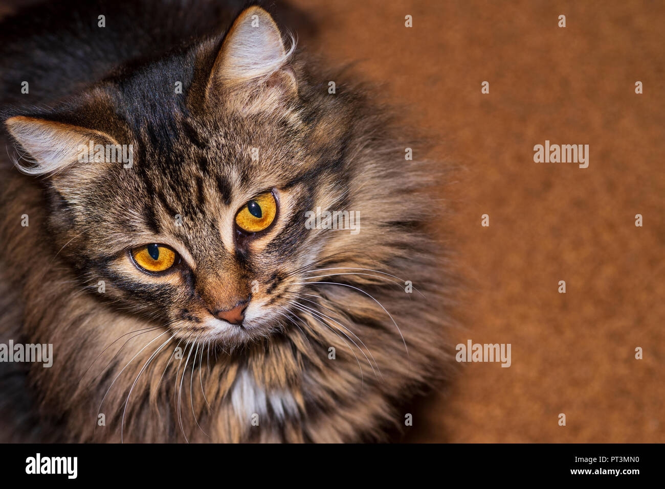 Beautiful Fluffy Multi colored Cat Looks At Me Stock Photo Alamy