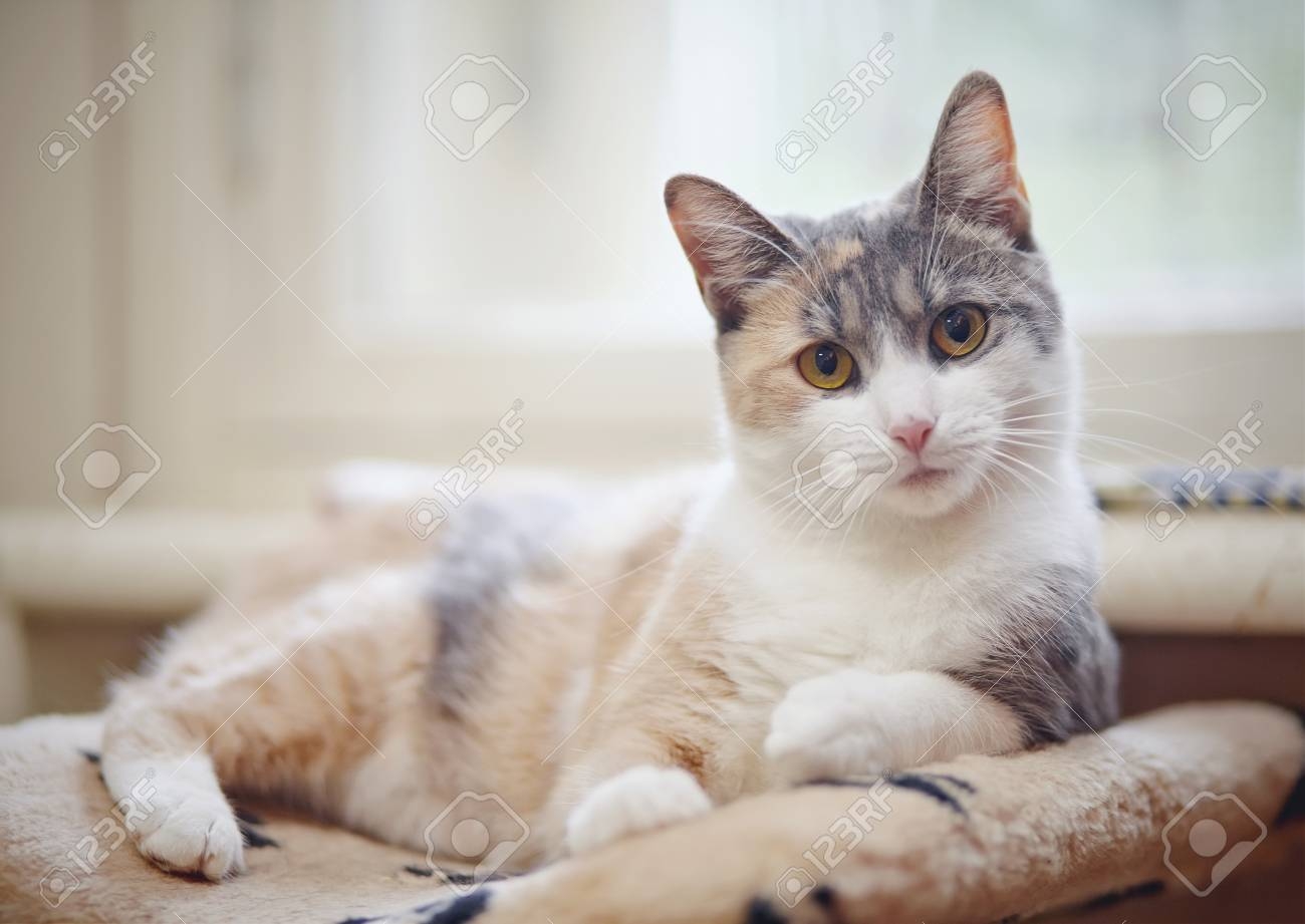 multiple color cat