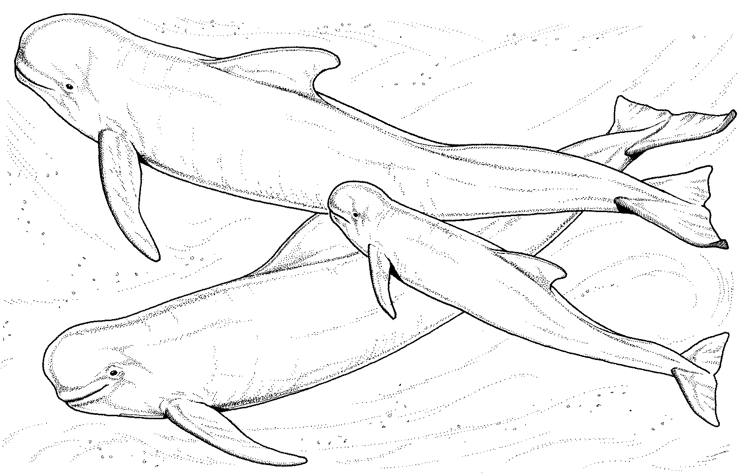 Beluga 1044 Animals Free Printable Coloring Pages