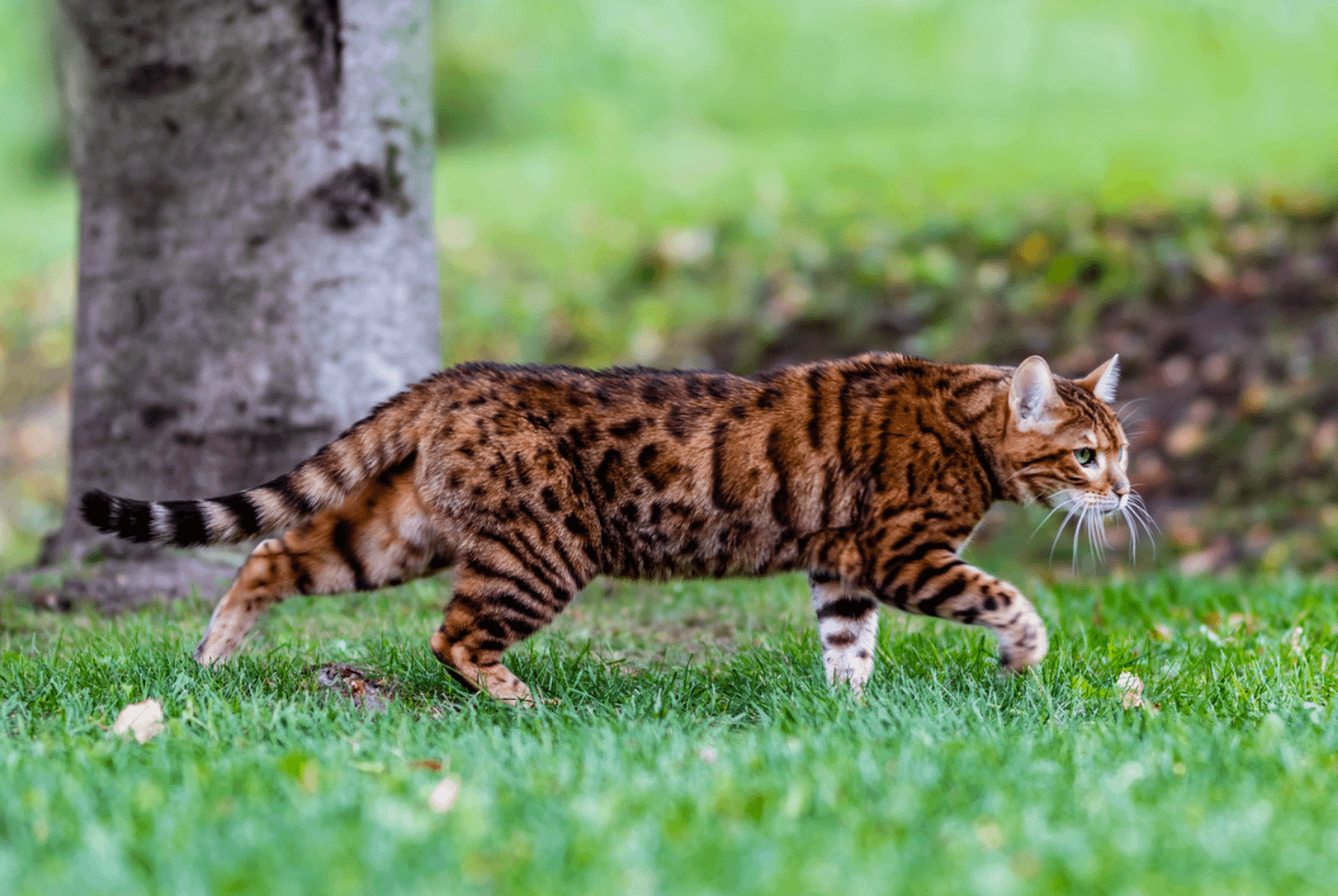 Bengal Cat Colors 6 Common To Rare Coat Colors U0026 Patterns