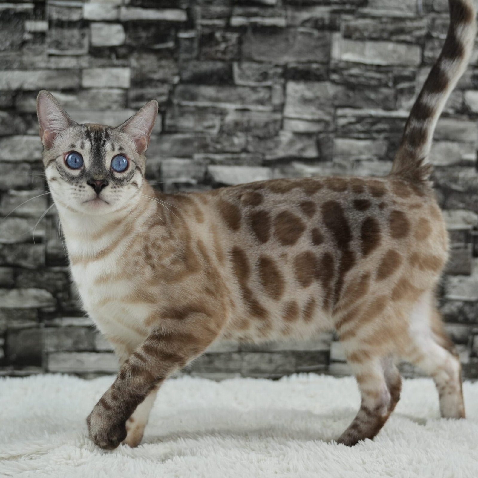 Bengal Cat Colors Complete Guide To All Coat Variations Pet Perfect