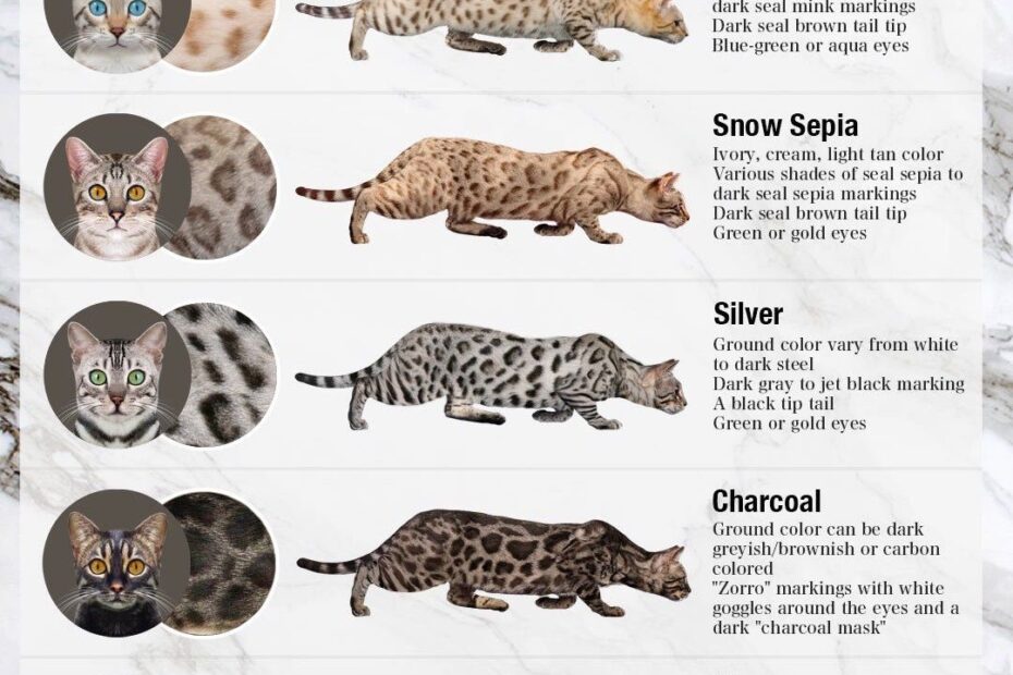 Bengal Cat Colors Royal Bengal Cattery Bengal Cats And Kittens