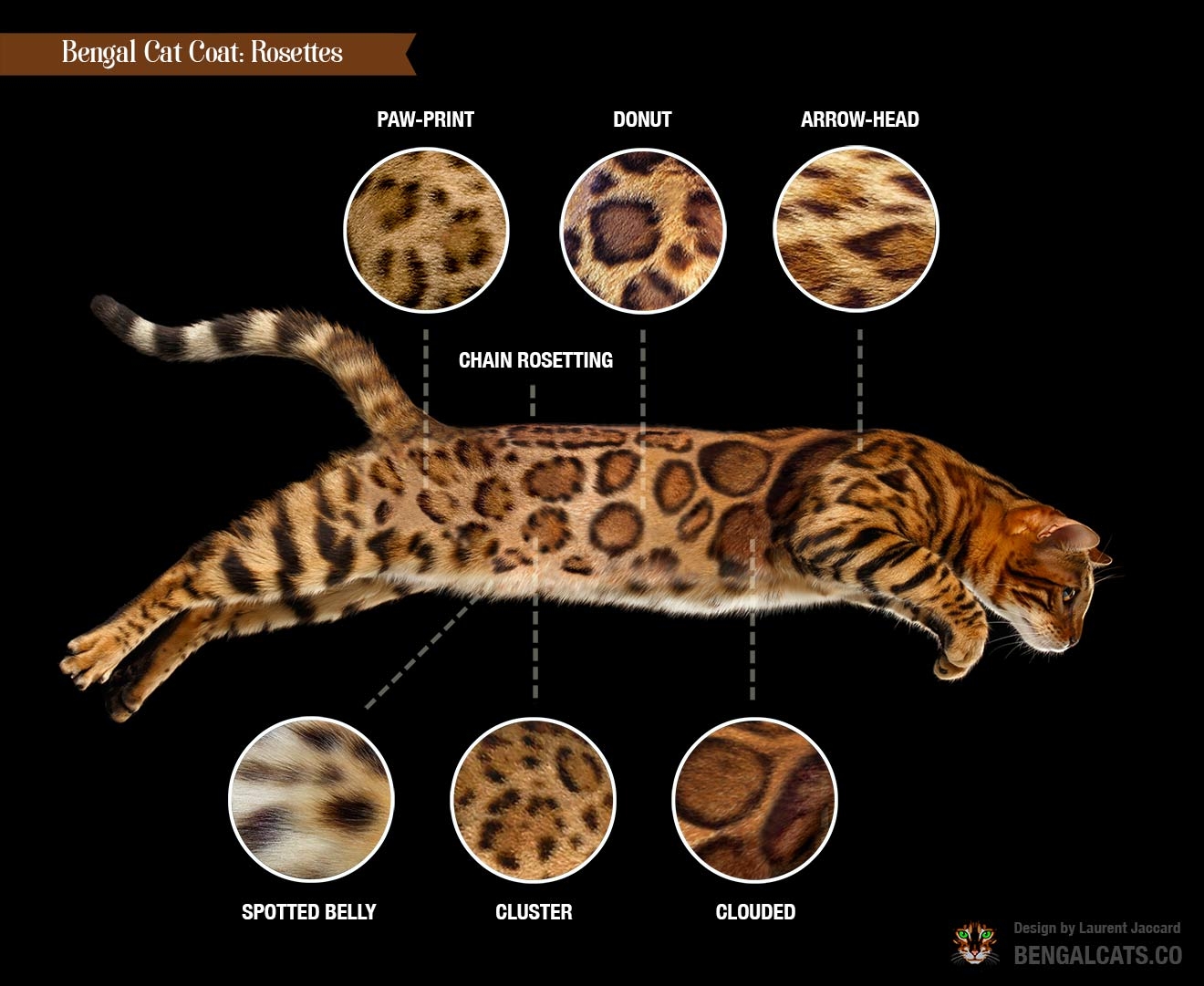 rare bengal cat colors