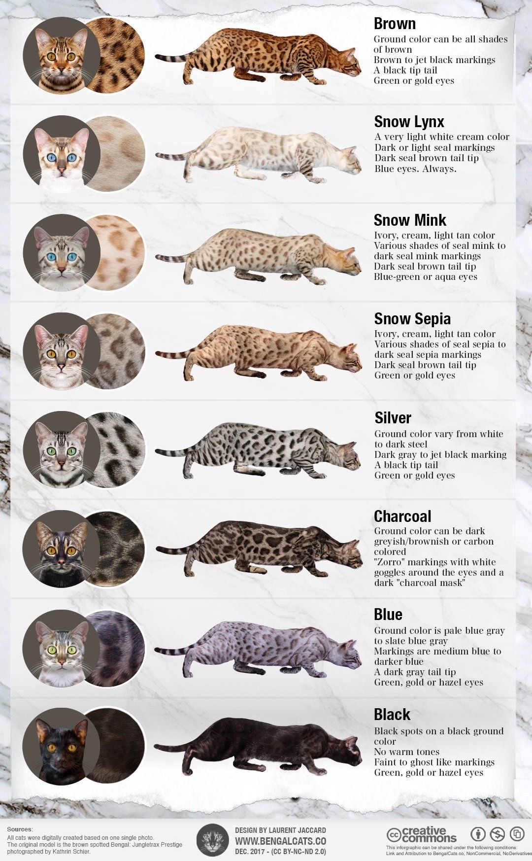 Bengals Colors And Patterns Royal Bengal Cattery Bengal Cats 