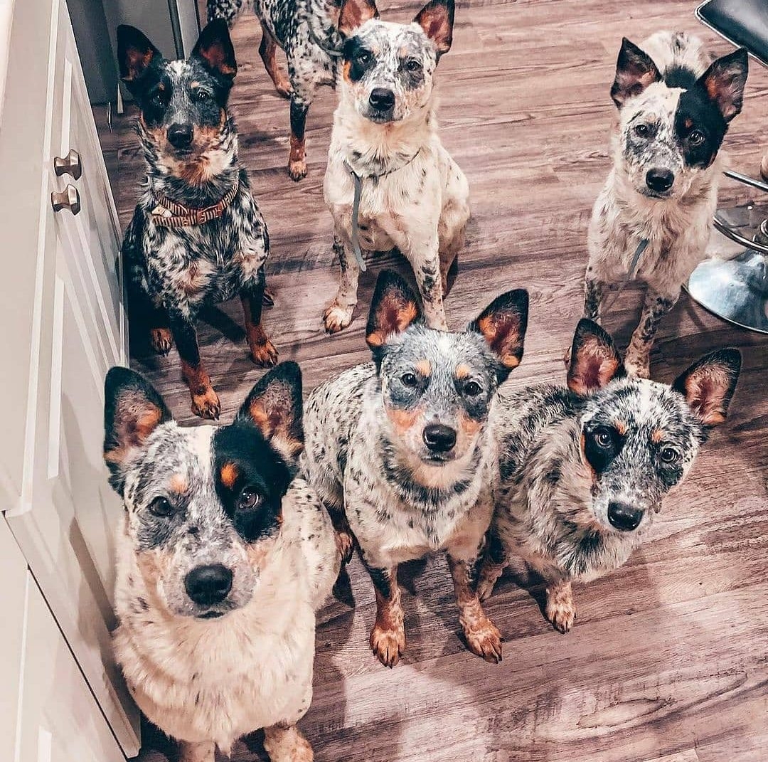 Beyond The Blues And Reds The Fascinating World Of Rare Coat Colors In Australian Cattle Dogs