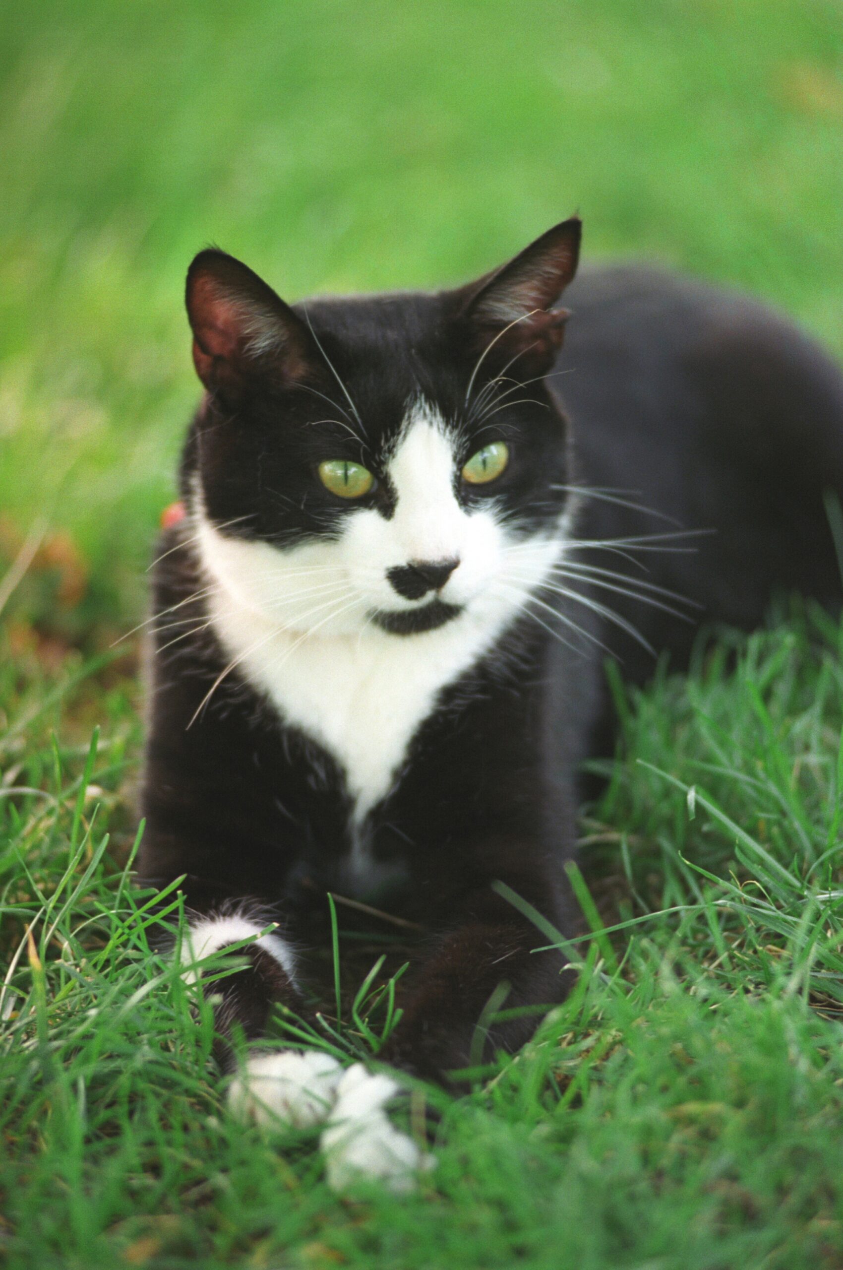 Bicolor Cat Wikipedia