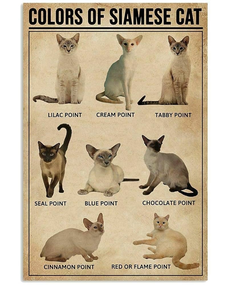 Biopracess Colors Of Siamese Cat Metal Tin Sign 8x12 Inch Amazon co uk Home U0026 Kitchen
