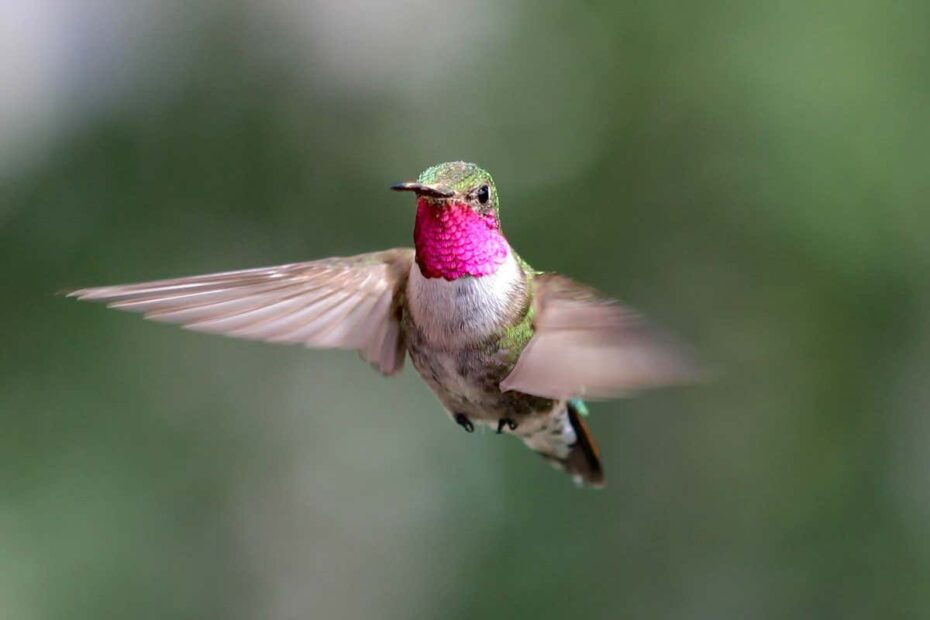 Birds And Other Animals May See Colours That We Cannot Even Imagine New Scientist