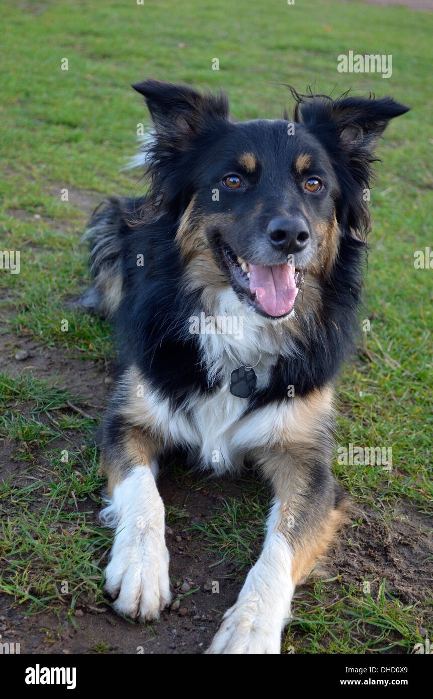 Black Tan Dog Hi res Stock Photography And Images Alamy