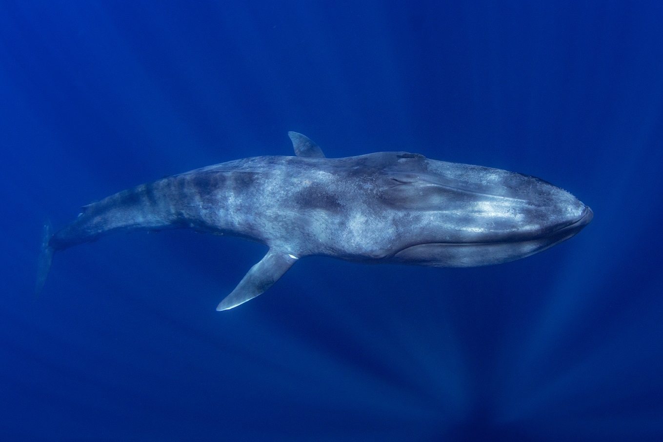 color of blue whale