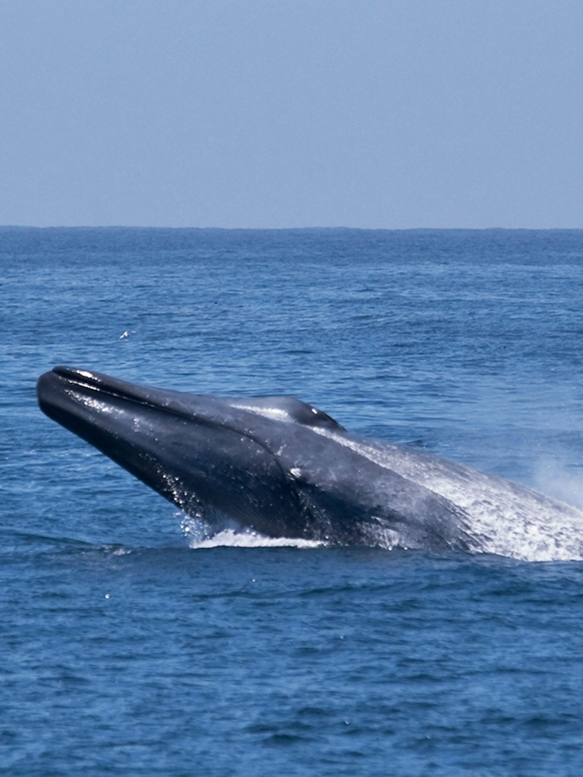 Blue Whale National Geographic Kids