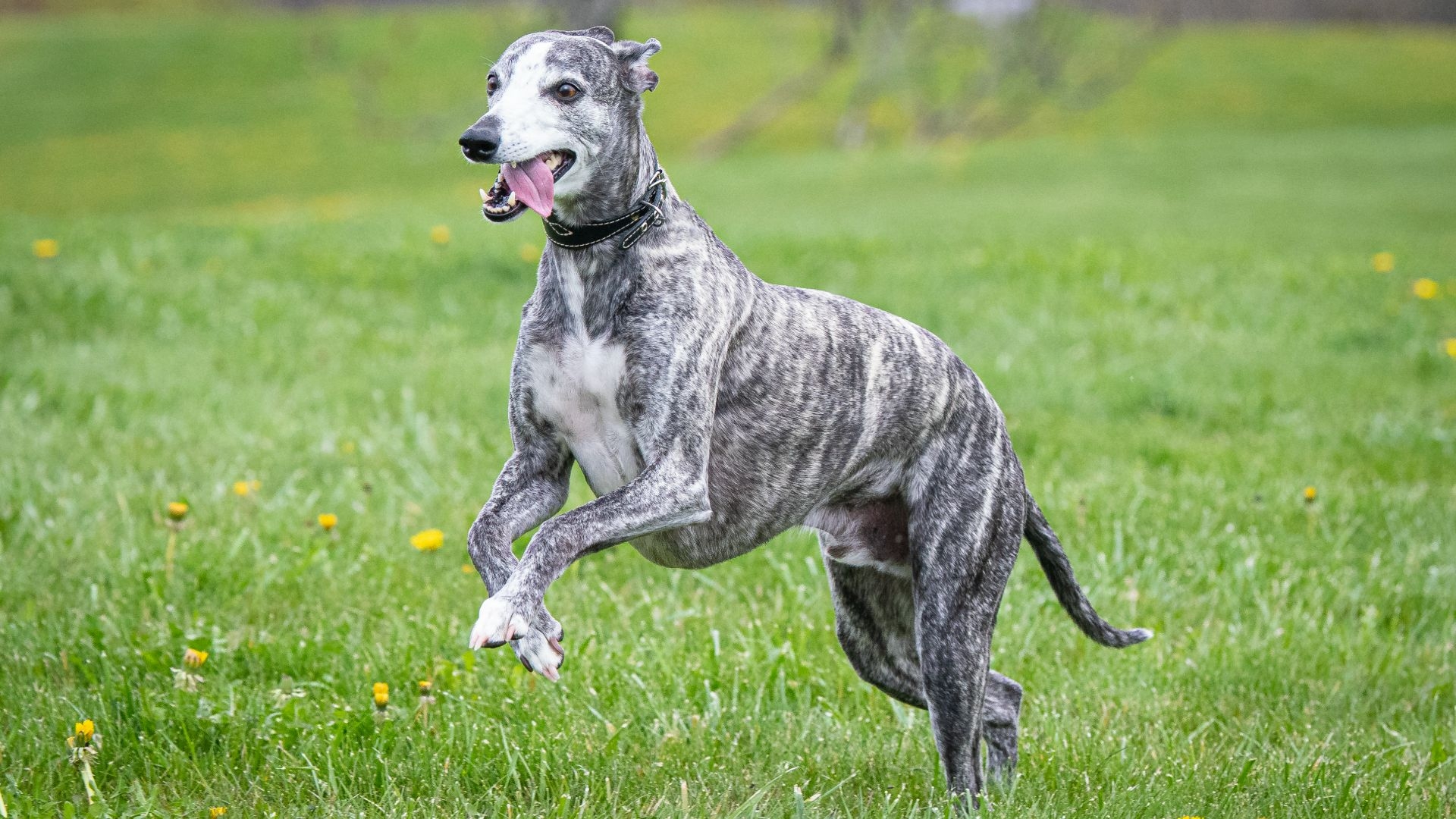 Brindle Dog Breeds With Distinctive Tiger striped Markings PetsRadar