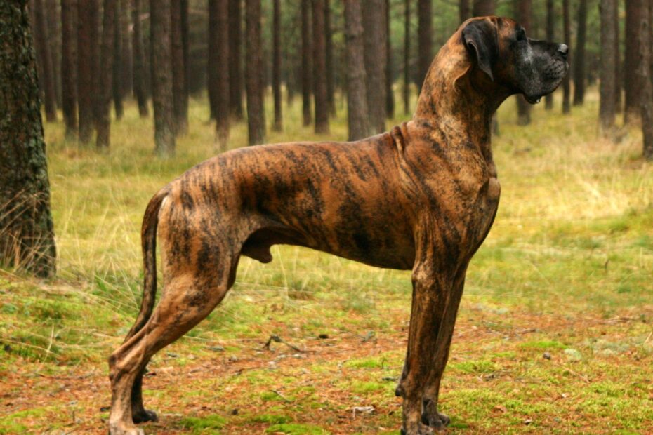 Brindle Wikipedia