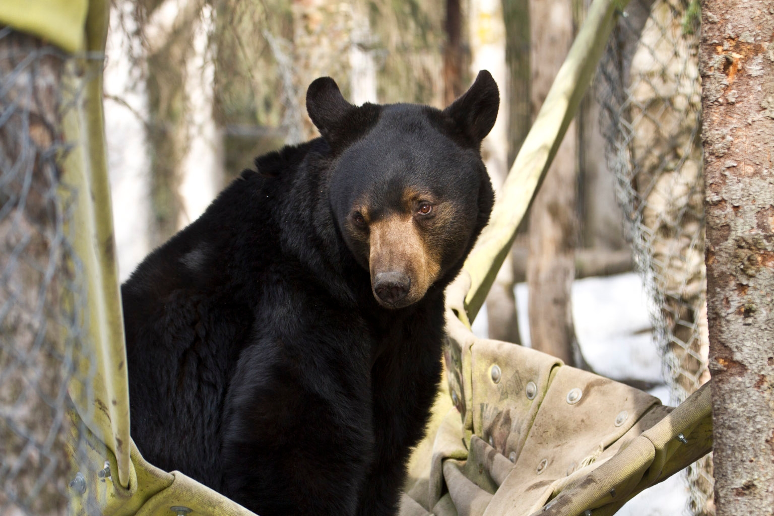 Brown Bear Black Bear The Alaska Zoo