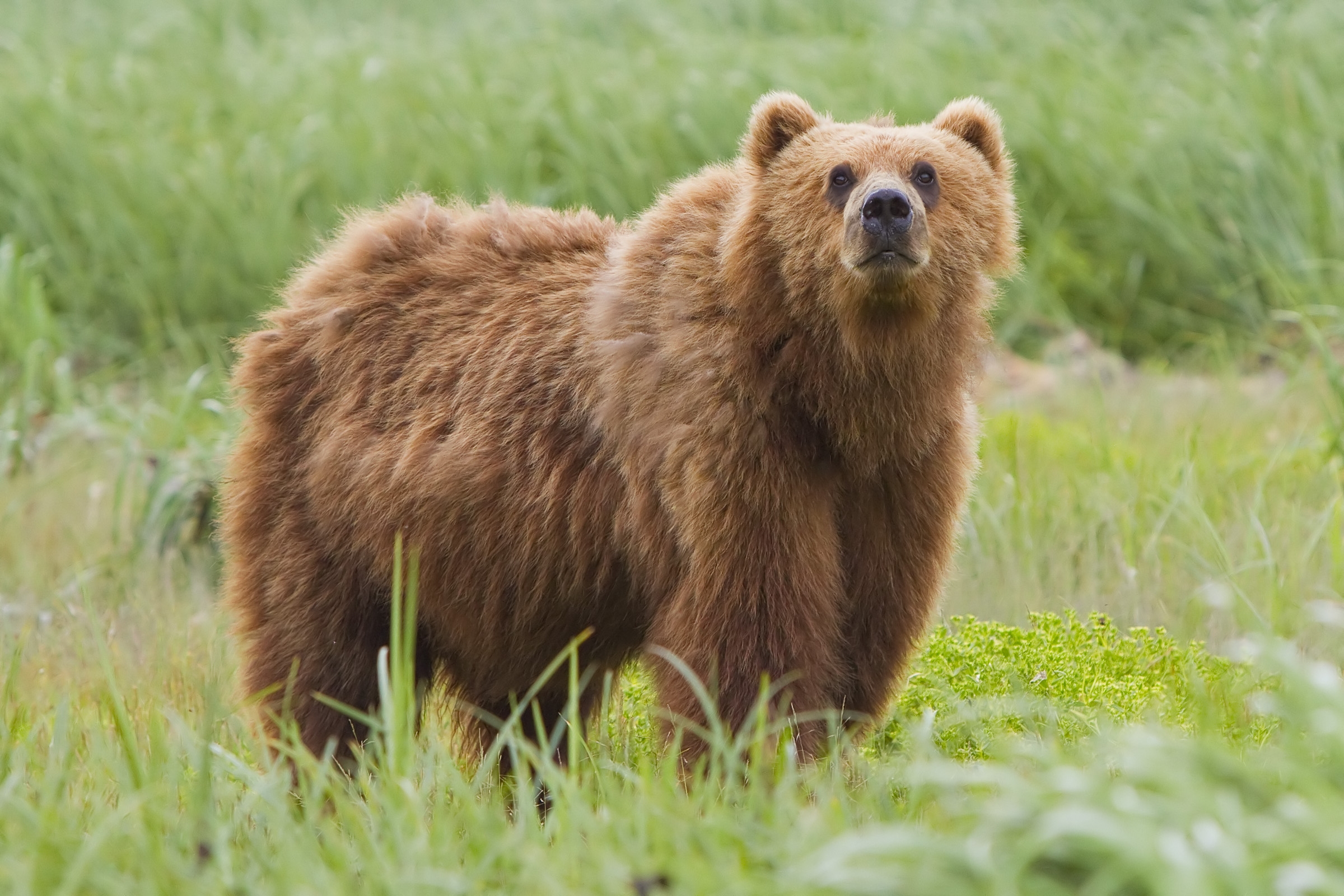 can bears see color