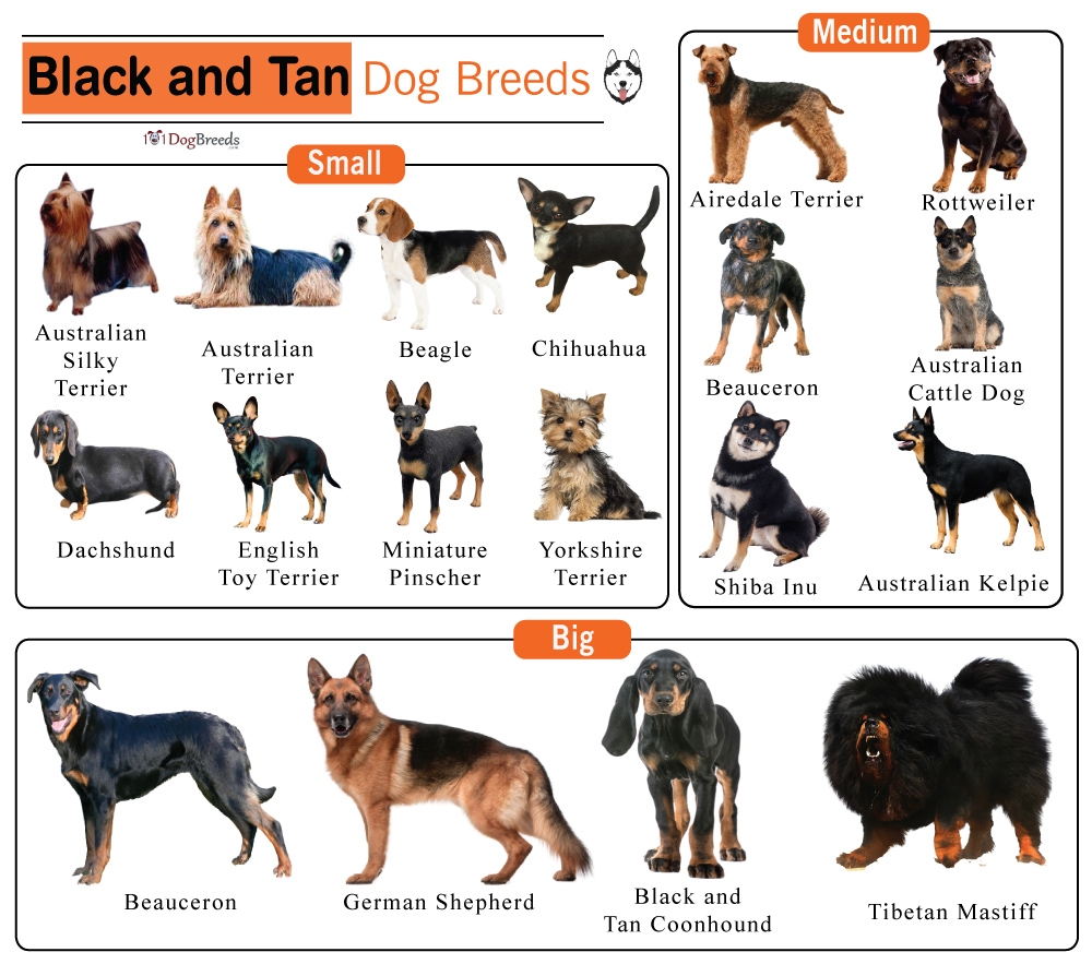 Brown Dog Types Of Small Black Dogs Small White And Brown Dog Breeds