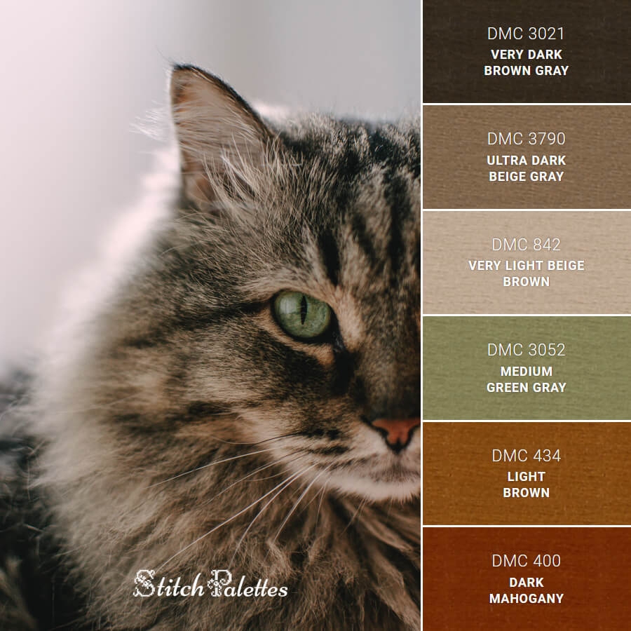 tabby cat colors and patterns