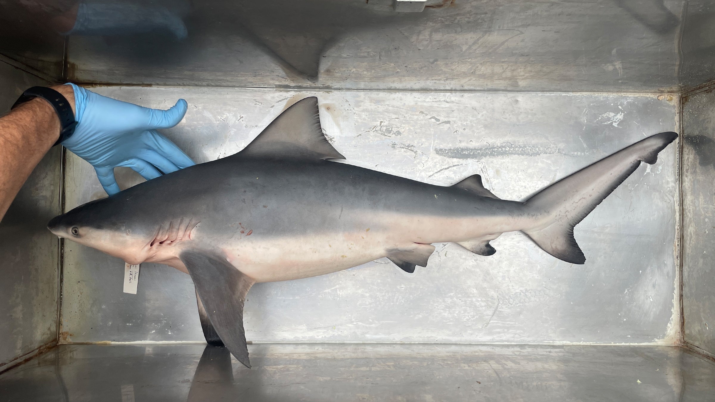 Bull Shark In The Ichthyology Collection Biodiversity Center