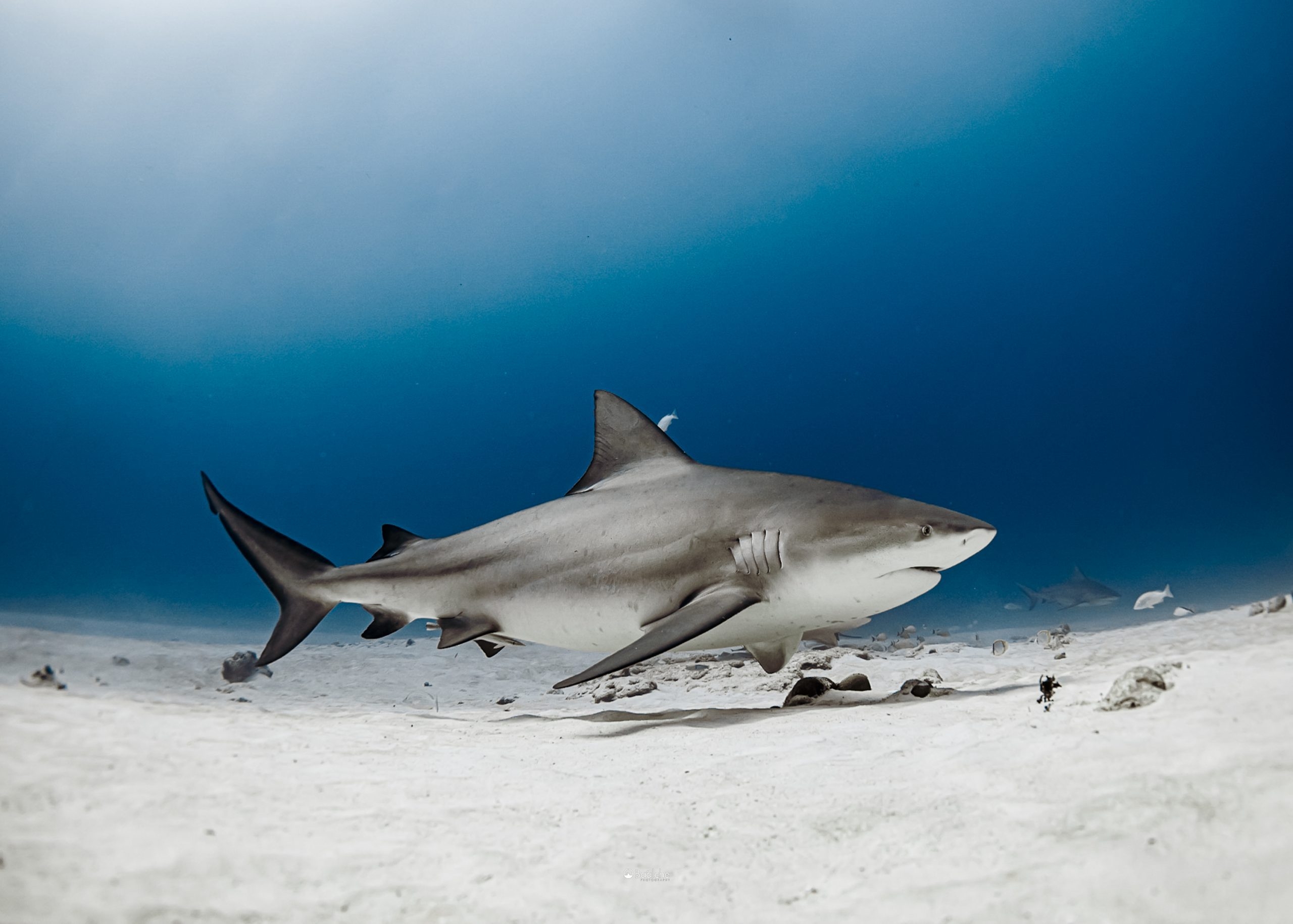 Bull Shark MarAlliance