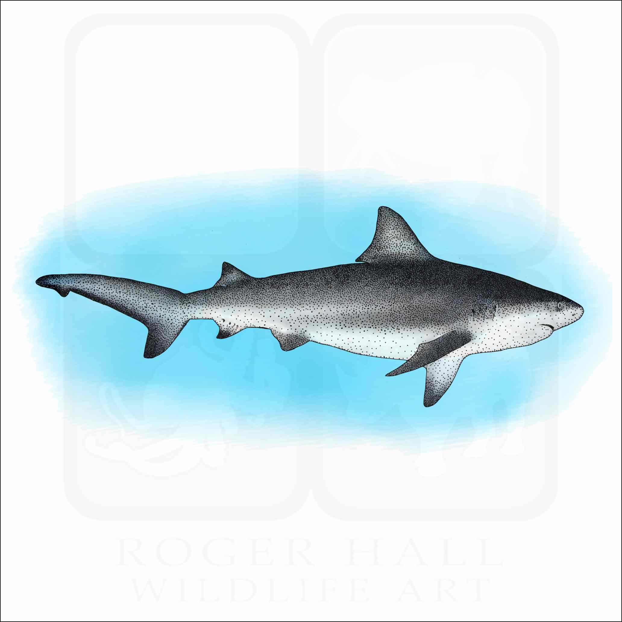 bull shark color