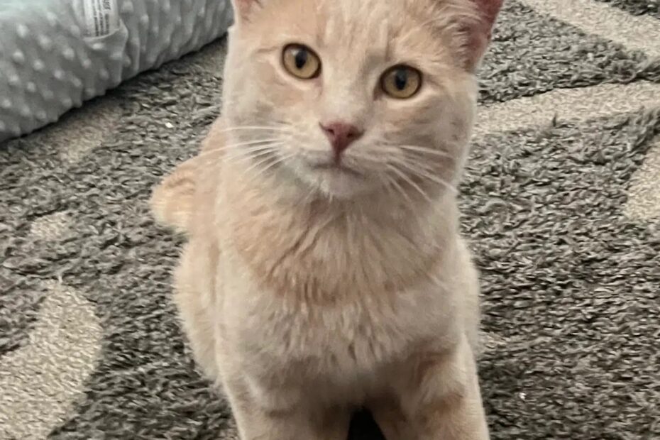 Butters Lost Cat The Mighty 790 KFGO KFGO