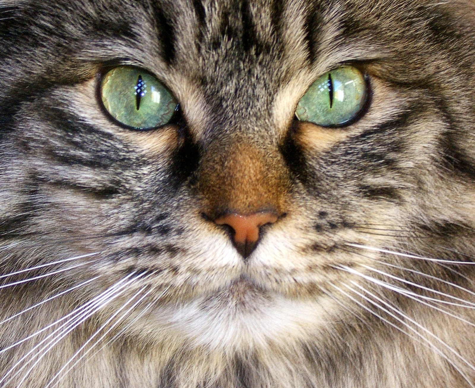 amber colored eyes in cats
