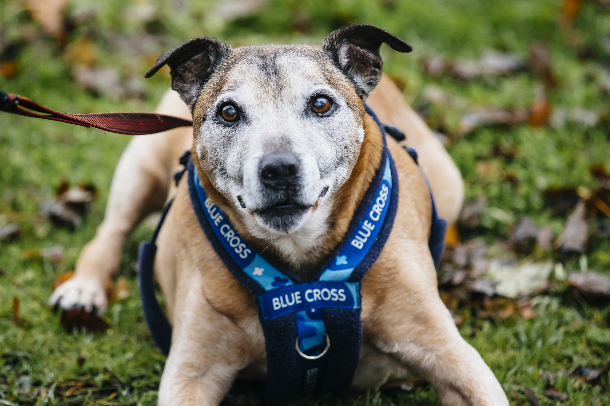 Can Animals See In Colour Blue Cross