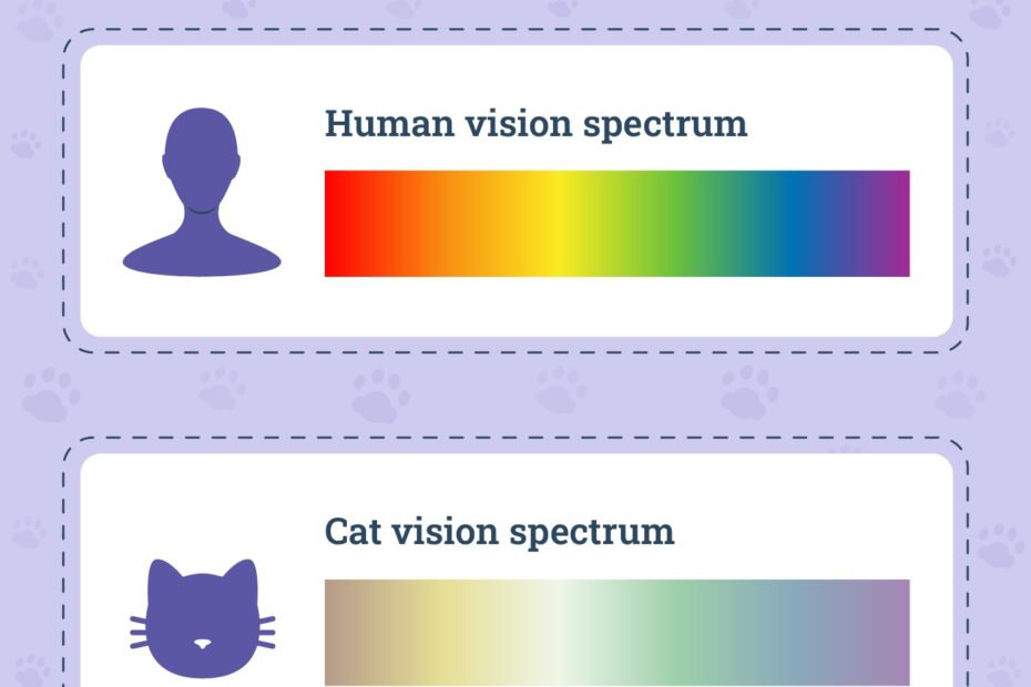 Can Cats See Color Vet Approved Feline Vision Guide Catster
