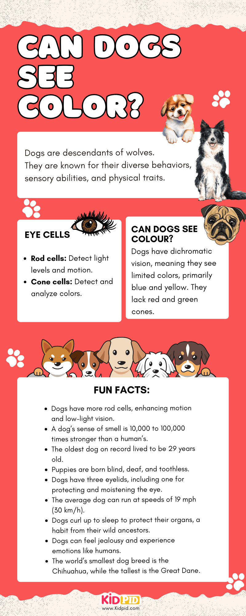do dogs see color red