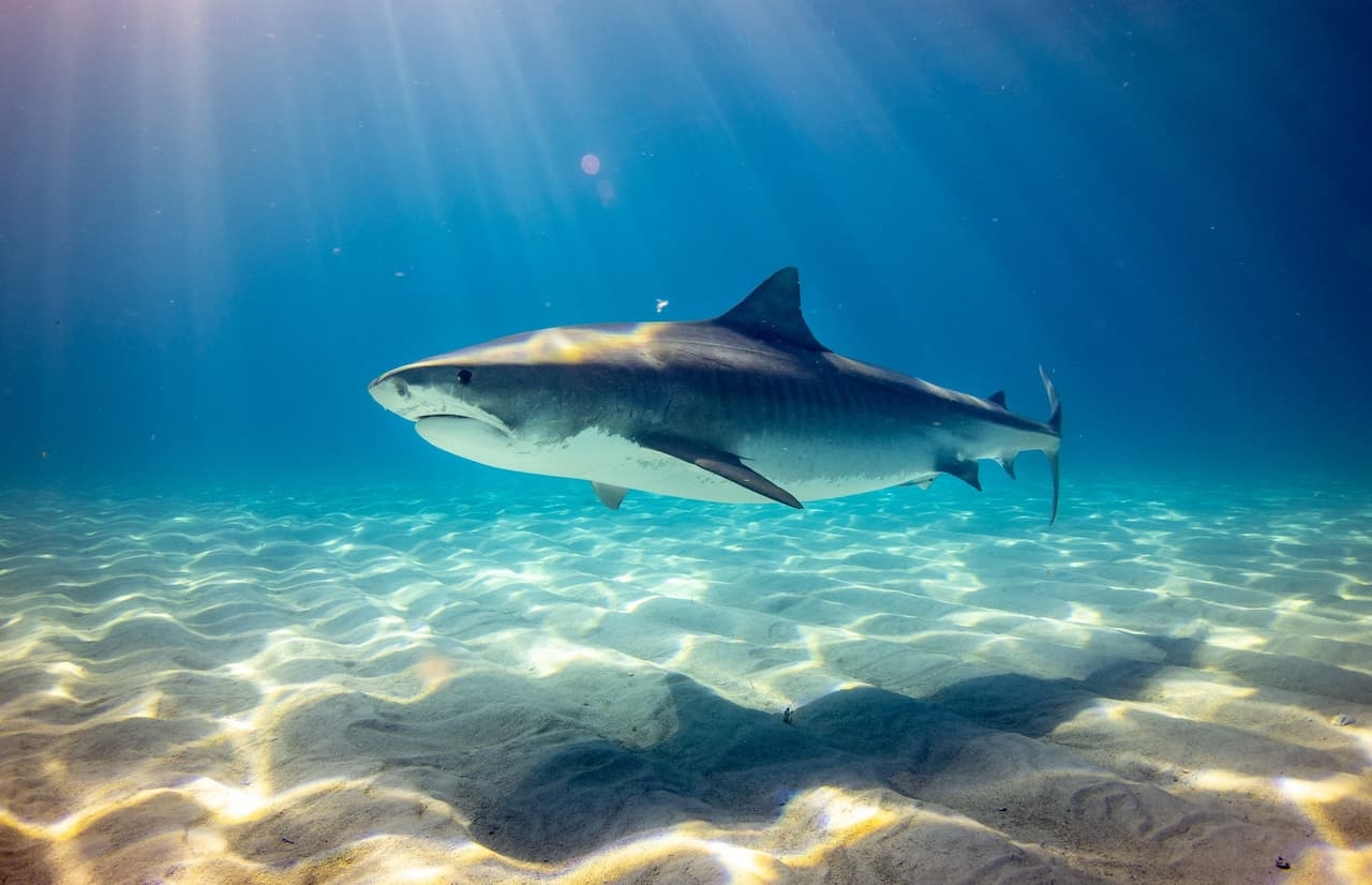 colored shark