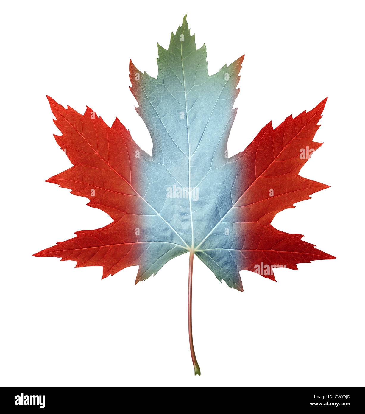 Canada Maple Leaf With The Canadian Flag Colors Painted On The 