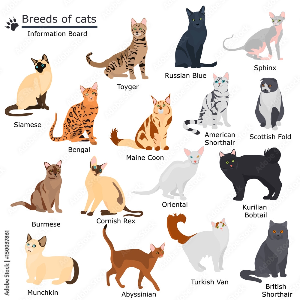 Canvas Wall Art Set Of Cats Breeds Color Flat Icons For Web And Mobile Design LynxVector Canvas Prints UKposters