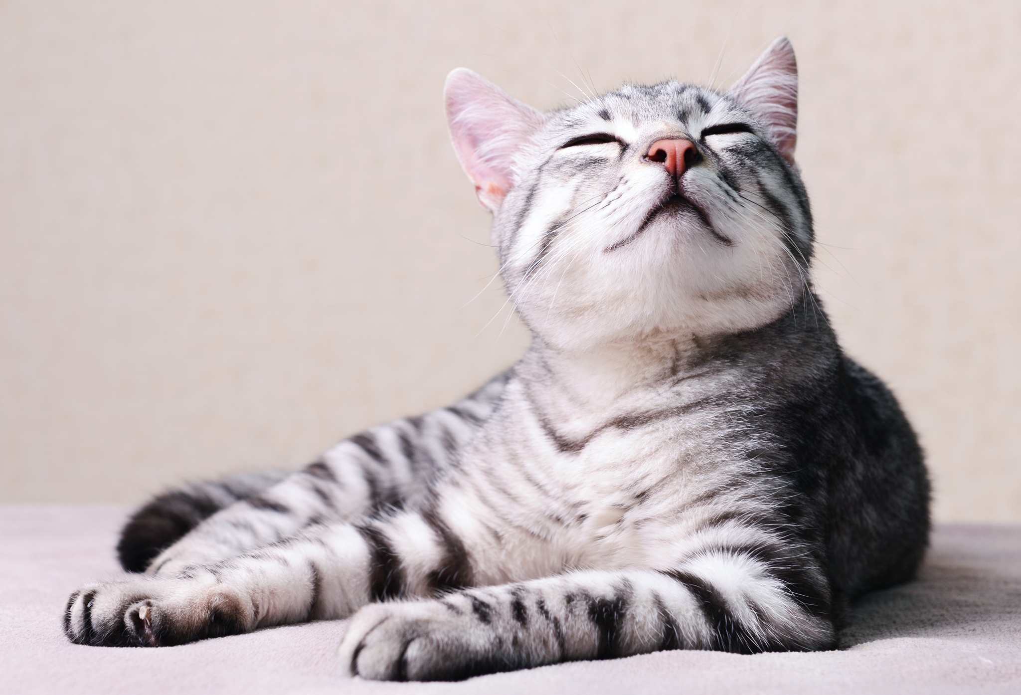color cats