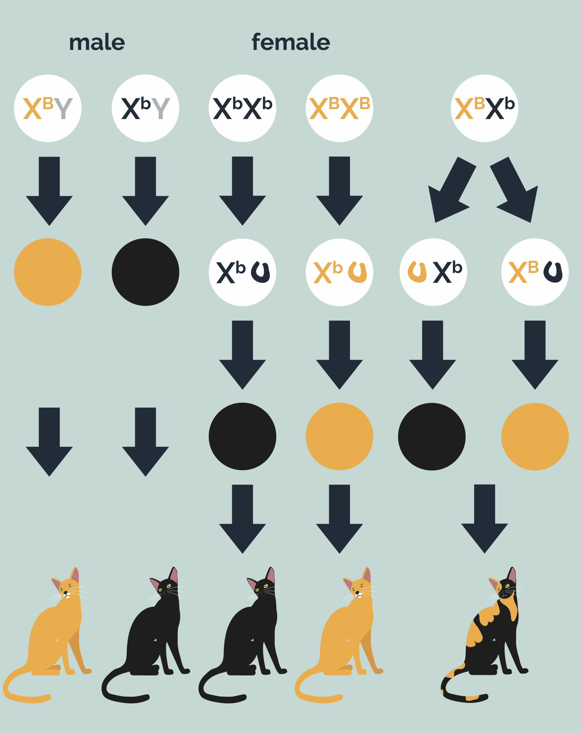 cat color genetics