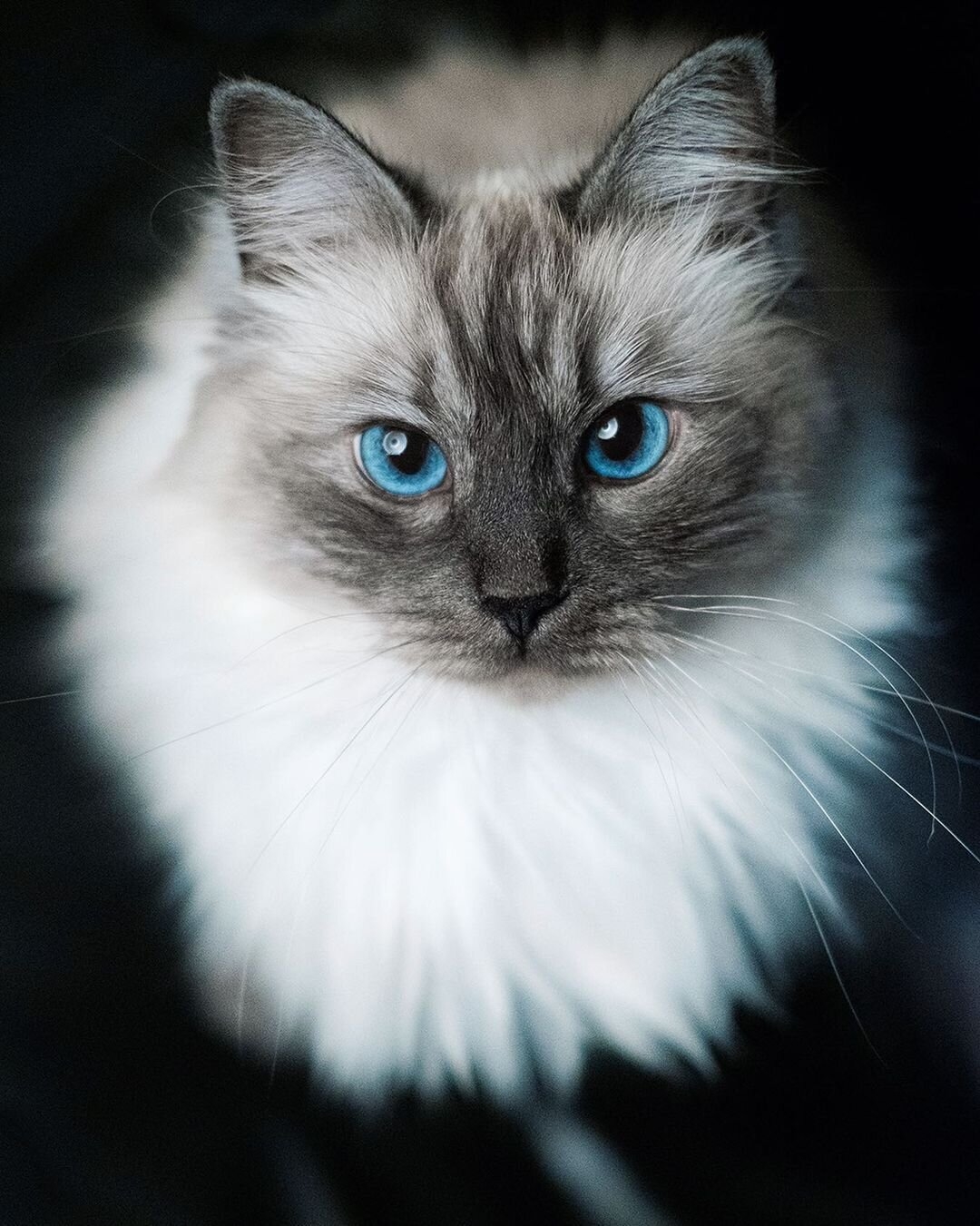 Cat Coat Silver And Smoke Cats The Little Carnivore