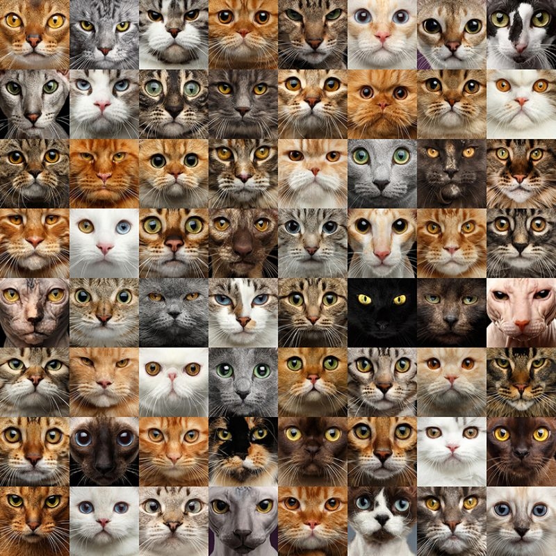 Cat Colors And Patterns Part Two United Spay Alliance