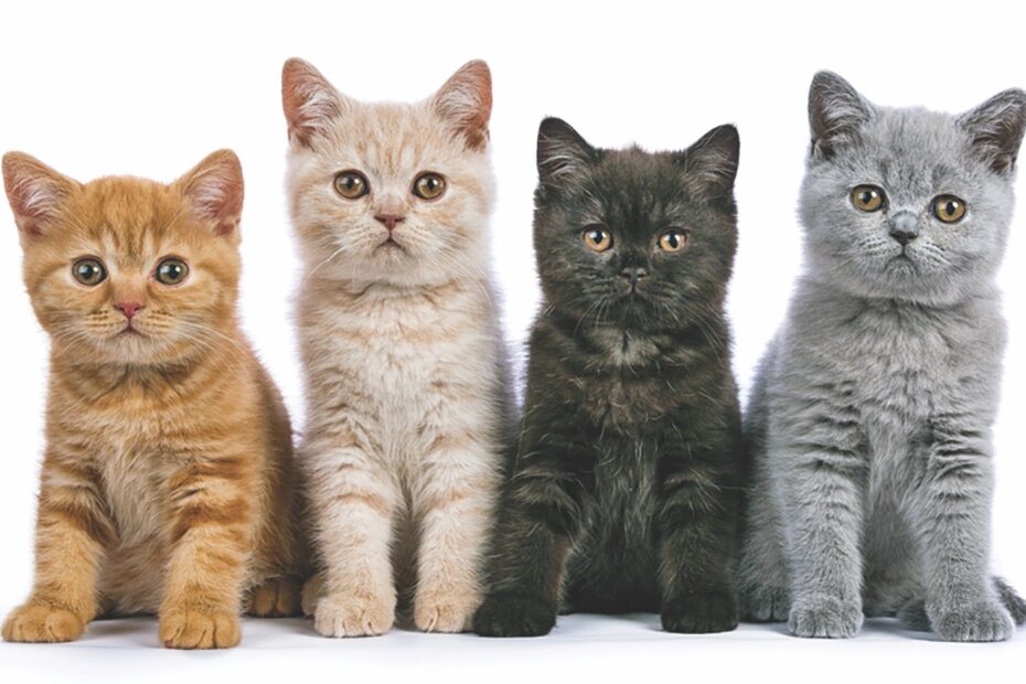 Cat Colors And Personalities Catwatch Newsletter