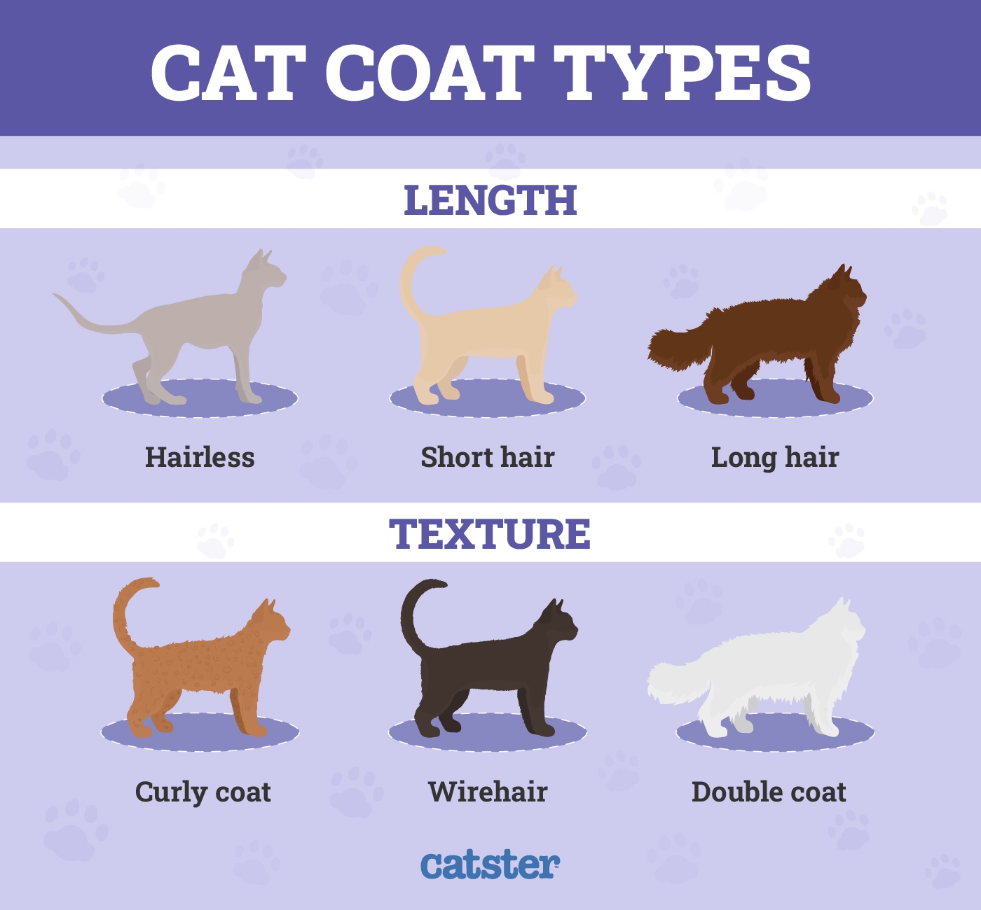 Cat Colors Facts Behind Different Coat Types U0026 Patterns Catster