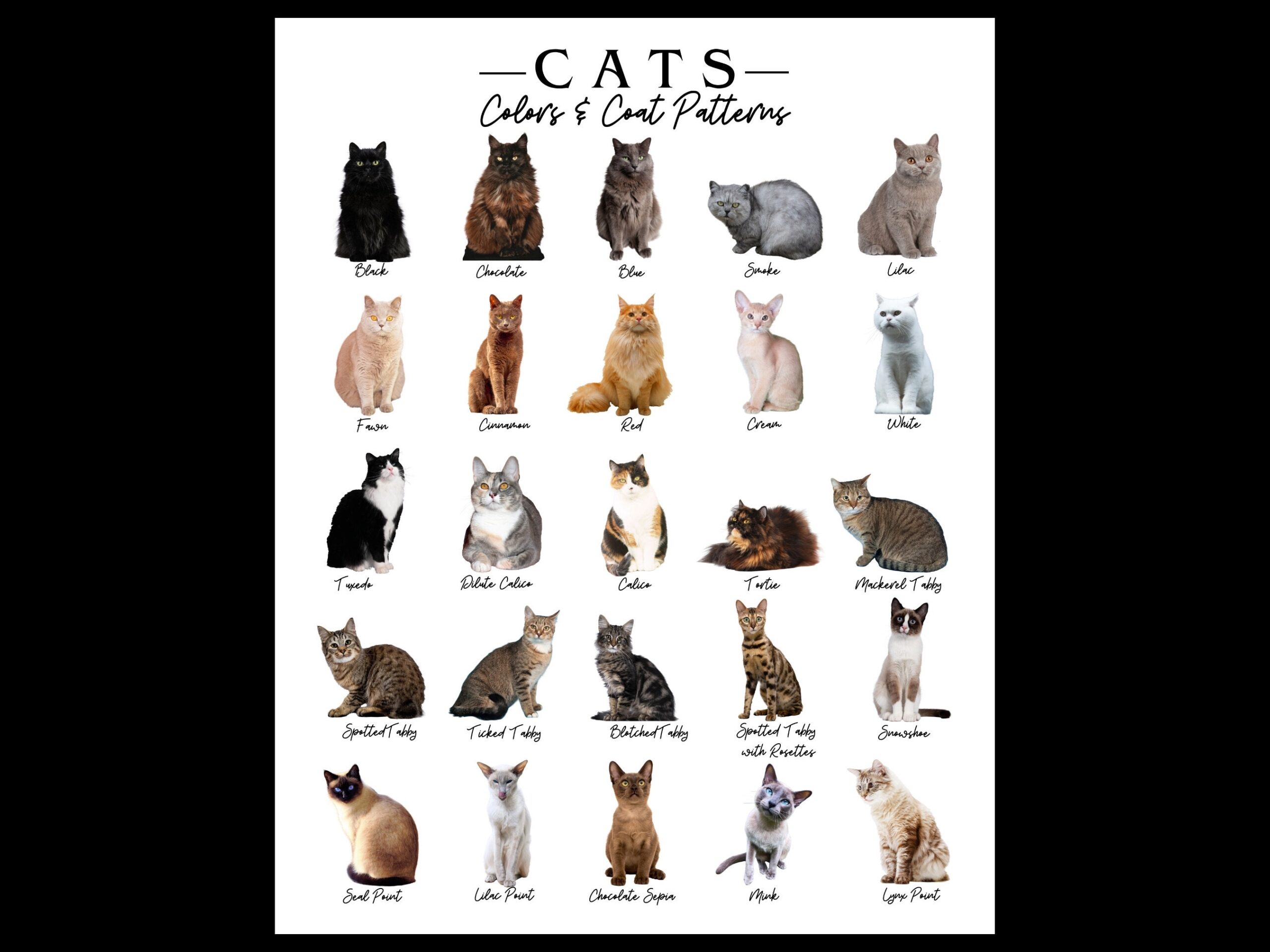 Cat Colors U0026 Coat Patterns Poster kitty Breed Markings Identification kitten Type Id cat Lover Print veterinary Office Decor kids Room Wall Etsy