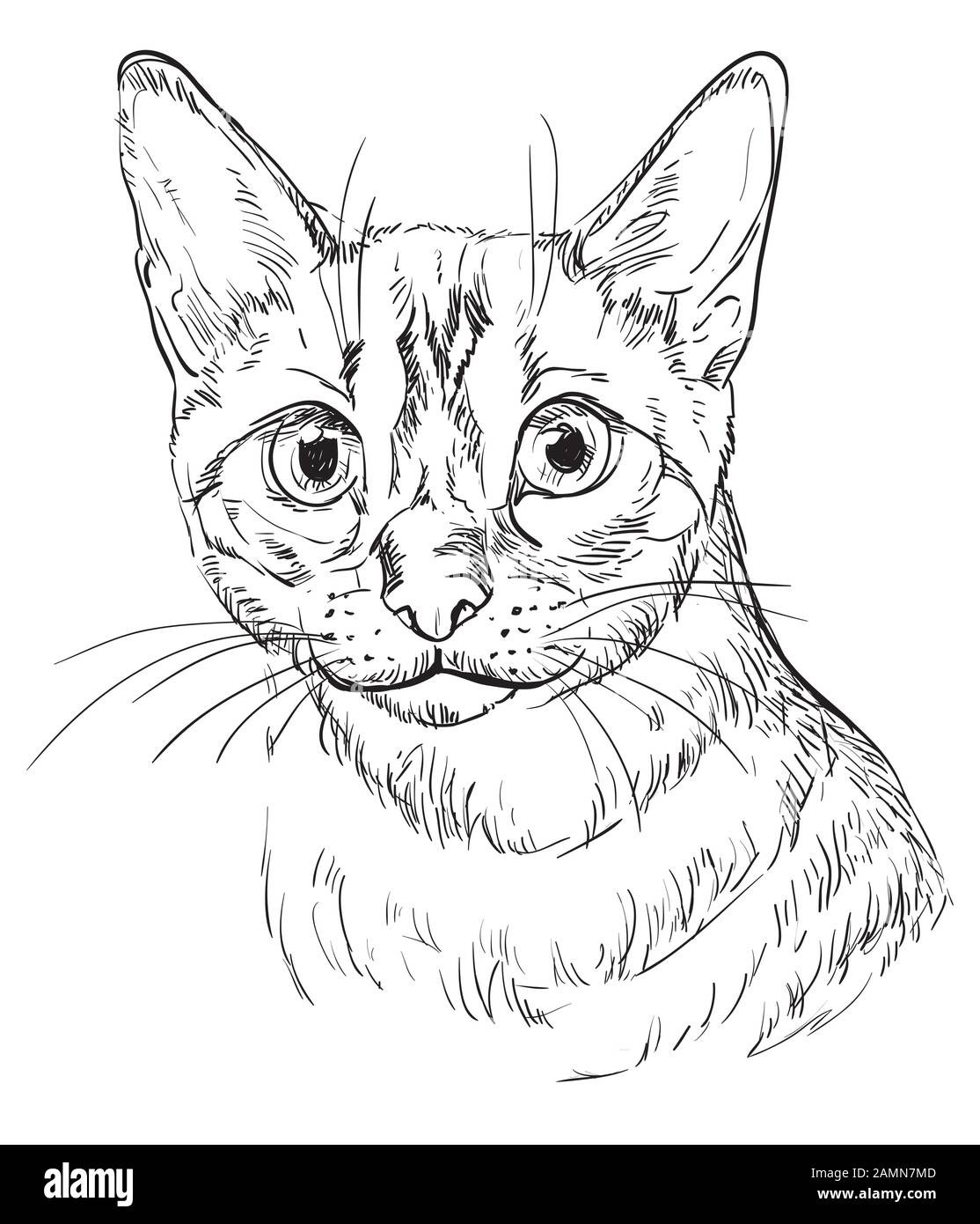 black cat pictures to color